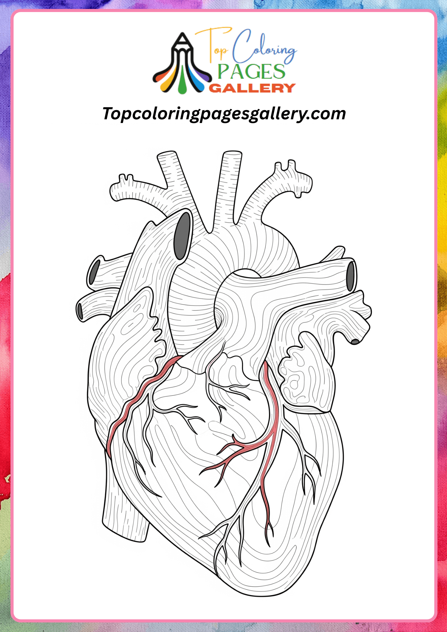 human heart anatomy coloring